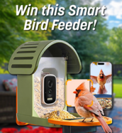 Red Gold Smart Bird Feeder Giveaway prize ilustration
