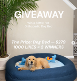 Settle Pet Orthopedic Dog Bed Giveaway prize ilustration